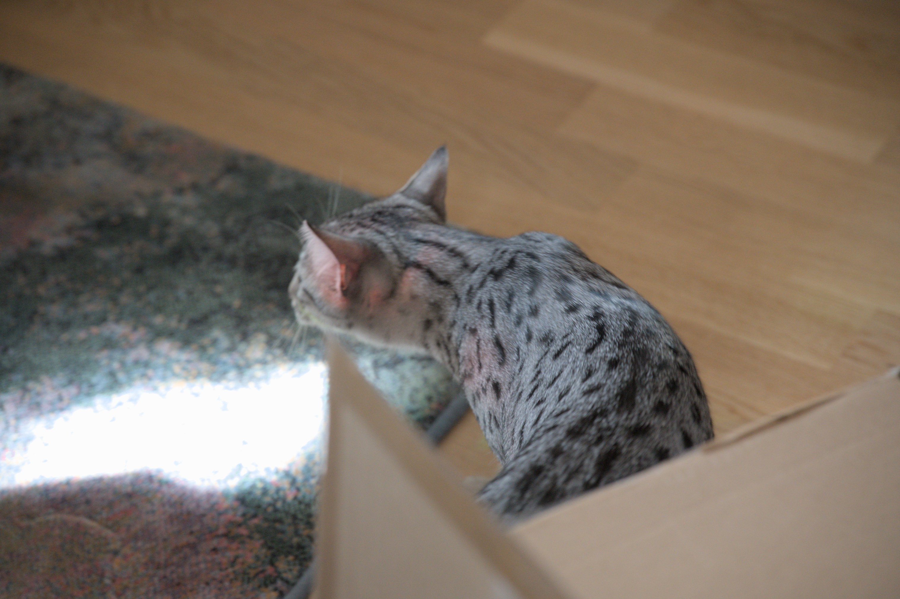 2025/10/12 - cats/DSC_0032.jpg